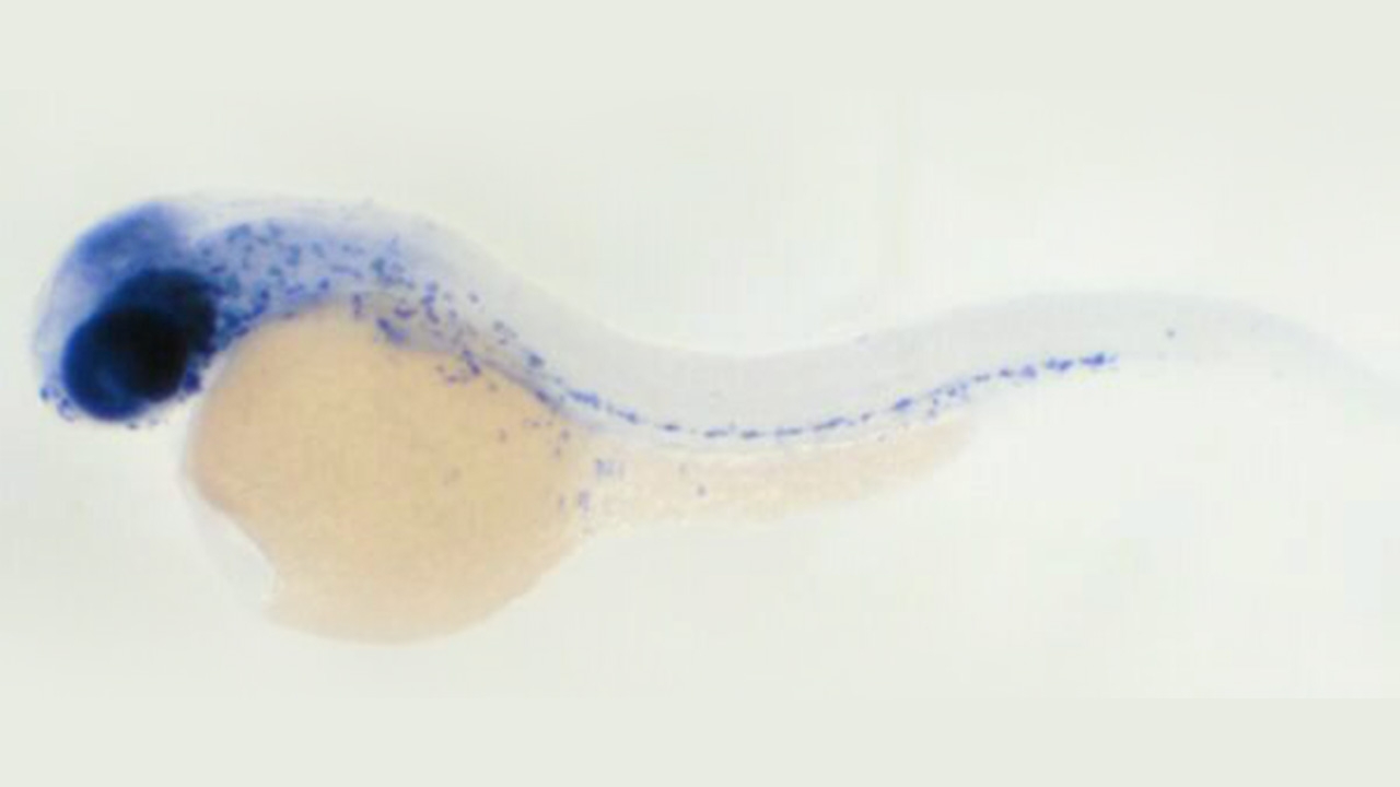 วิจัยปลาม้าลายเป็นต้นแบบสร้างเซลล์ต้นกำเนิด