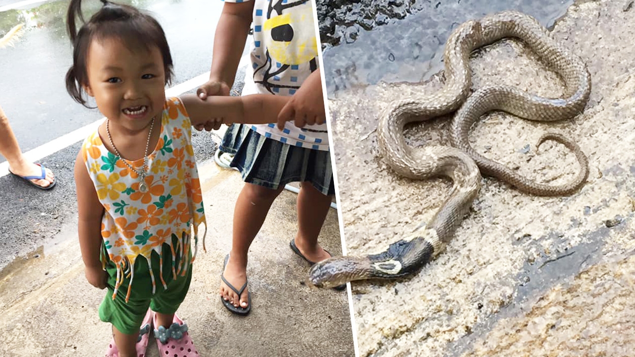 ตกใจสุดขีด แม่ลมแทบจับลูกวัย 3 ขวบ ตะโกนเรียก ก่อนถืองูเห่ามาให้ (คลิป)