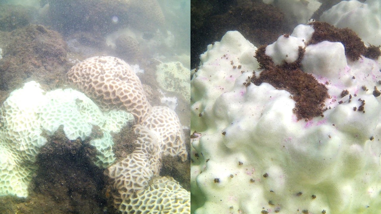 พบปะการังฟอกขาวในรอบ 3 ปี ทะเลจันทบุรี ชี้เกิดสภาวะโลกร้อน