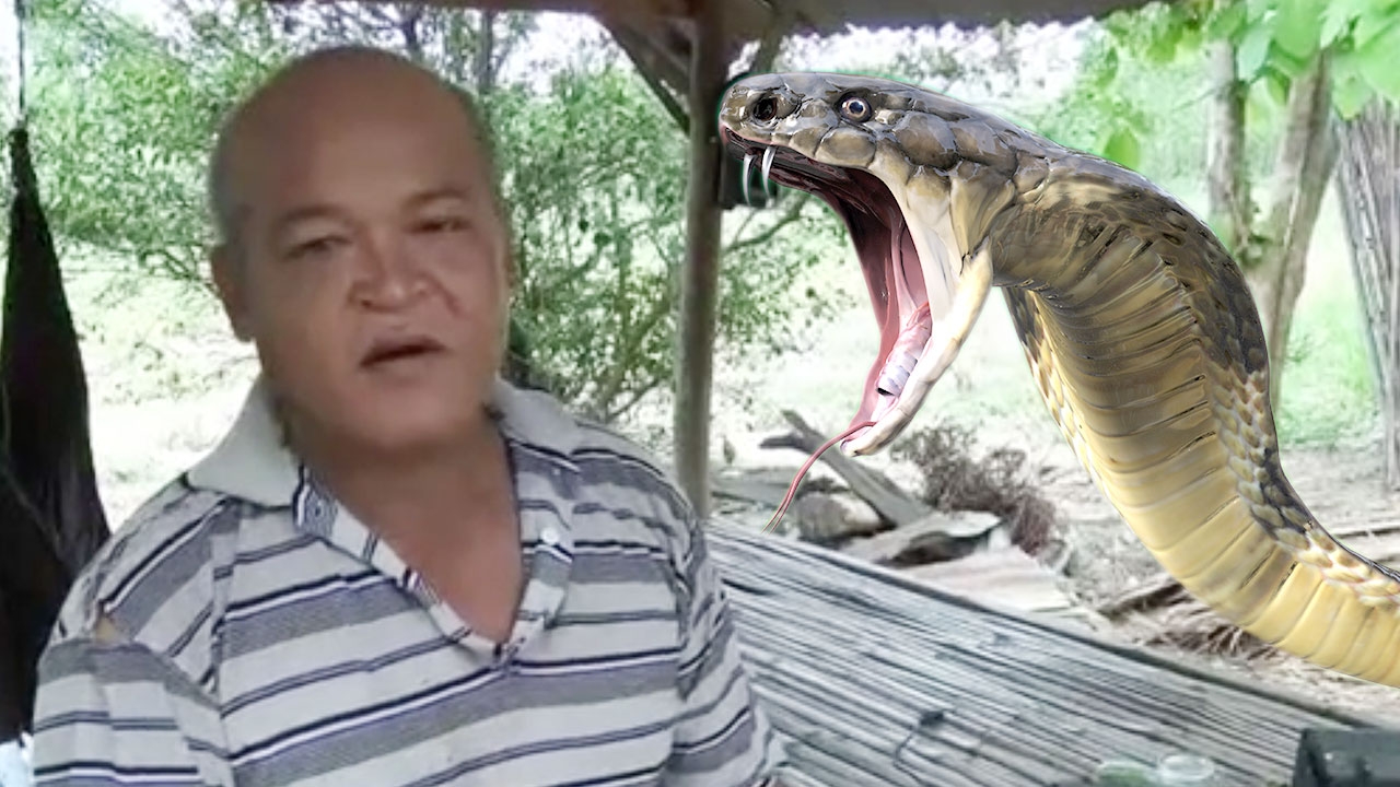 คนดวงดี ถูก งูจงอางหวงไข่ฉกที่แขน แต่ยังไม่ปล่อยพิษ รอดดั่งปาฏิหาริย์