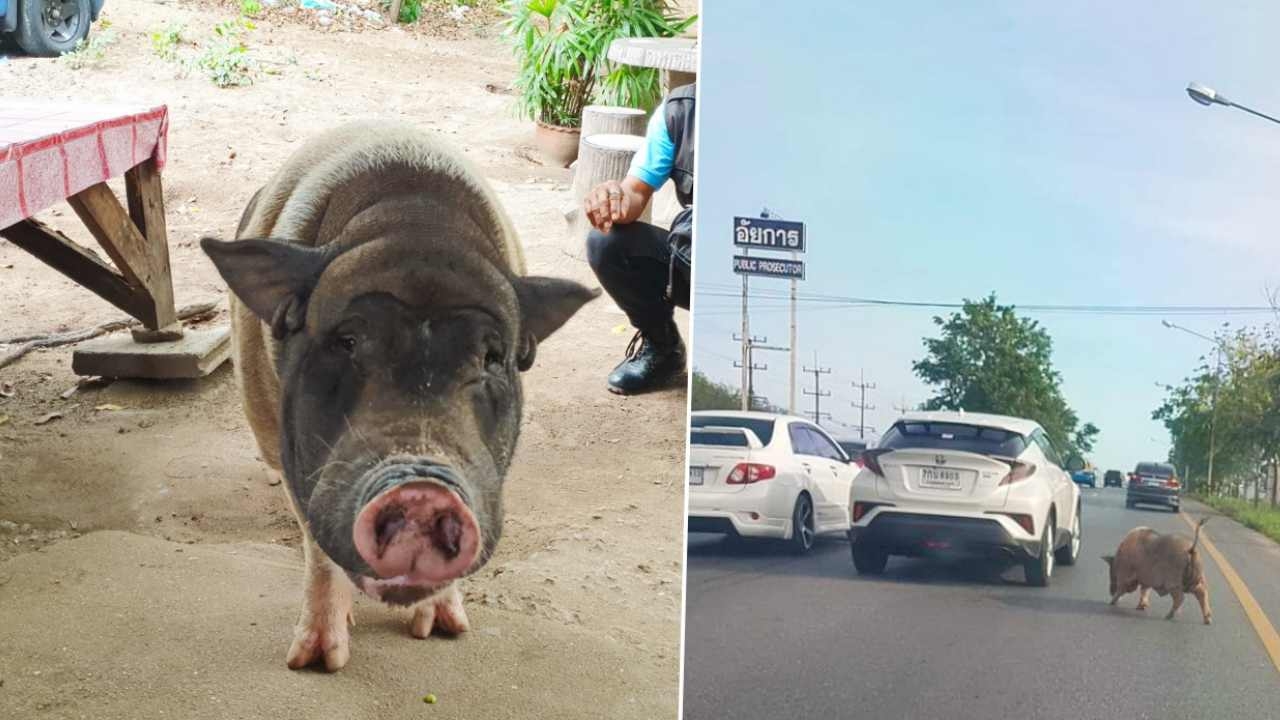 โดนัทอยู่ไหน "หมูอ้วน"ติดใจ เดินดั้นด้นตามหา รถเบรกหลบกันวุ่น