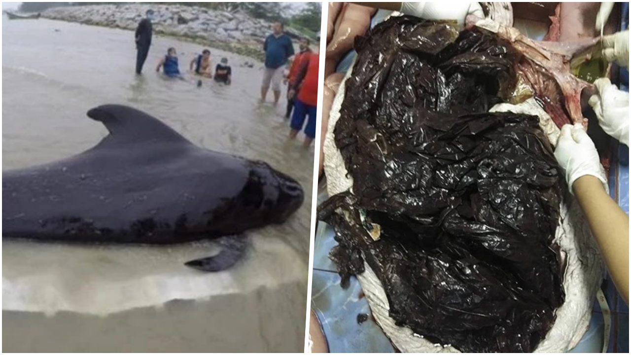 ครบปี"วาฬ"กินขยะตาย ทส.ขอช่วย"ลด ละ เลิก"ใช้พลาสติก อนุรักษ์สัตว์ทะเลไทย