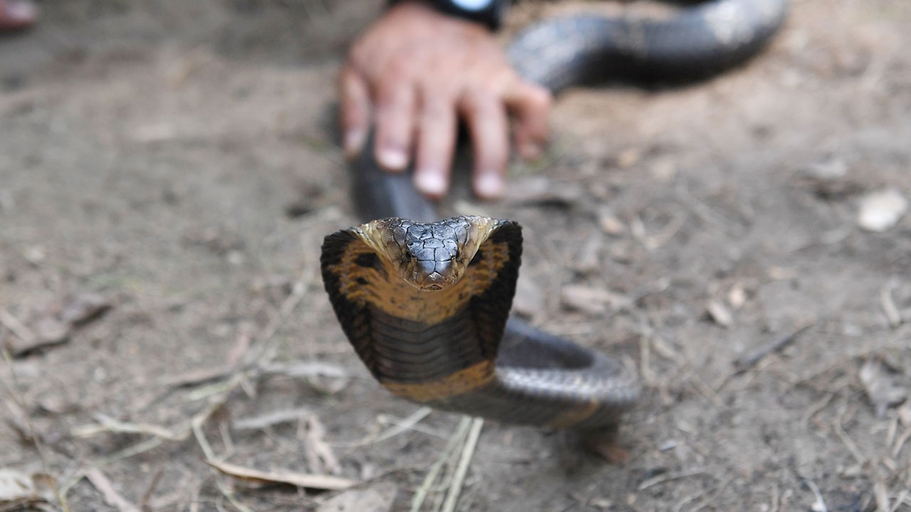 ราชาแห่งงู "นิค นิรุทธ์" ไขข้อสงสัยทำไม "งูเห่า" ถึงไม่กัดเด็ก 3 ขวบ (คลิป)