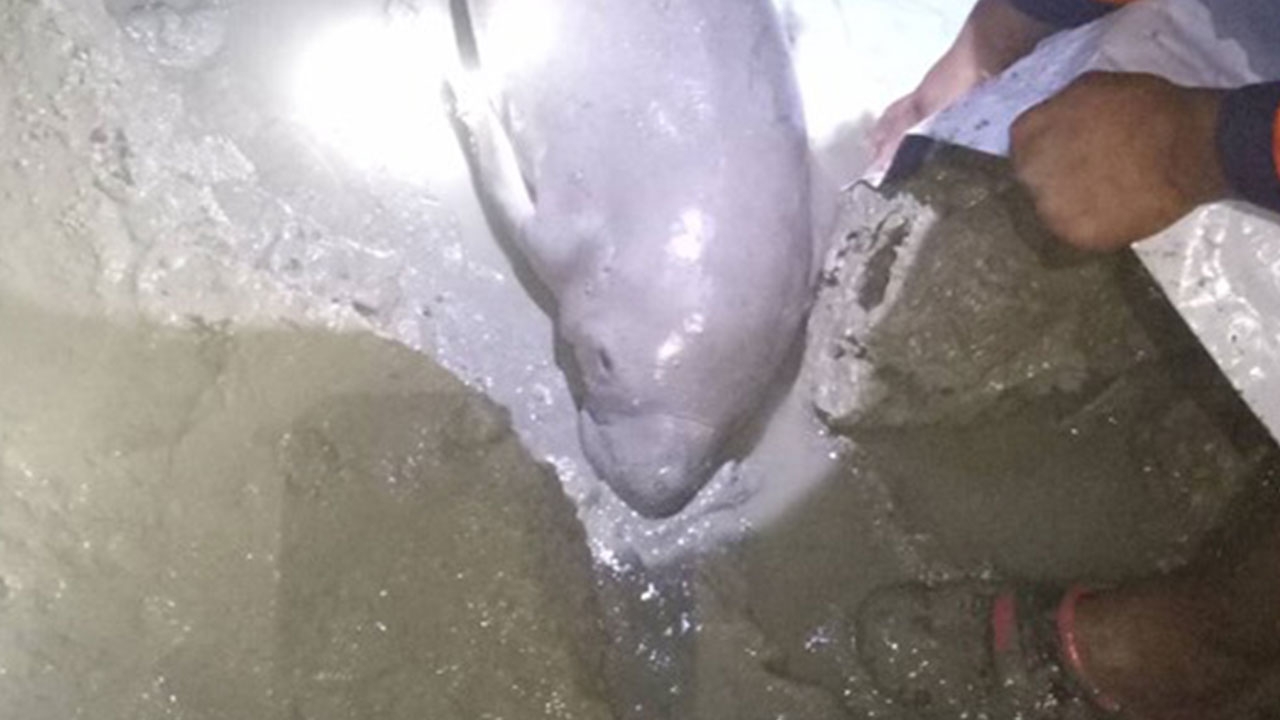 โซเชียลใจหาย "มาเรียม" พะยูนน้อยกำพร้าแม่ นอนหลับเพลิน เกยตื้นอีกรอบ