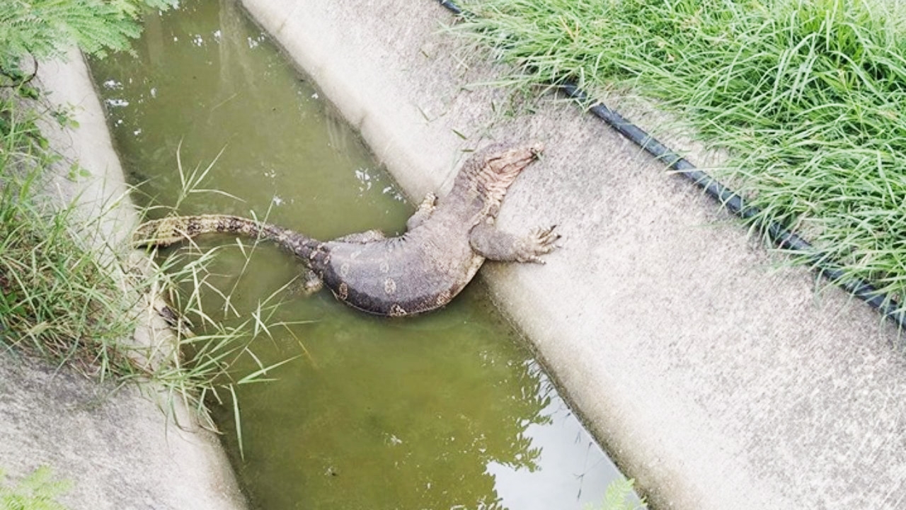 คนนวนครช่วยเหลือ "ก็อตซิล่า" เห้ตาบอด ถูกพลาสติกคลุมหัว โดนตีเกือบตาย