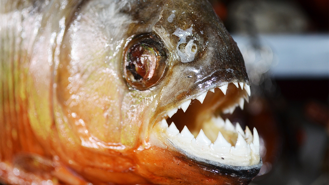 แฉคิม จอง อึน ประหารโหด นายพลทรยศ ตัดแขนขา โยนลงบ่อปลาปิรันย่าสุดสยอง