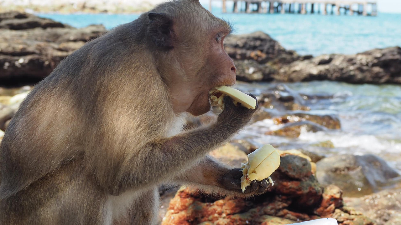 พบ "ลิงเขาแหลมหญ้า" จิ๊กทุเรียนหมอนทองนักท่องเที่ยว กินไม่เกรงใจคนซื้อ