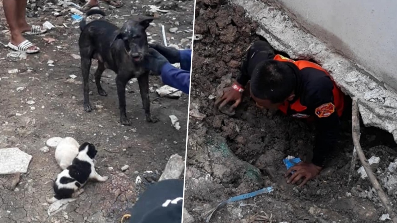 แม่สุนัขนำทางกู้ภัยช่วยลูกออกจากโพรง หลังน้ำท่วมคาบออกไม่ได้ (คลิป)