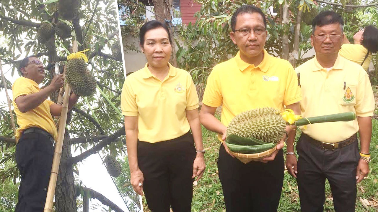 1 มิ.ย.นี้ เตรียมประมูล ทุเรียนนนท์ เผยปี61 ก้านยาวลูกเดียว 8 แสน