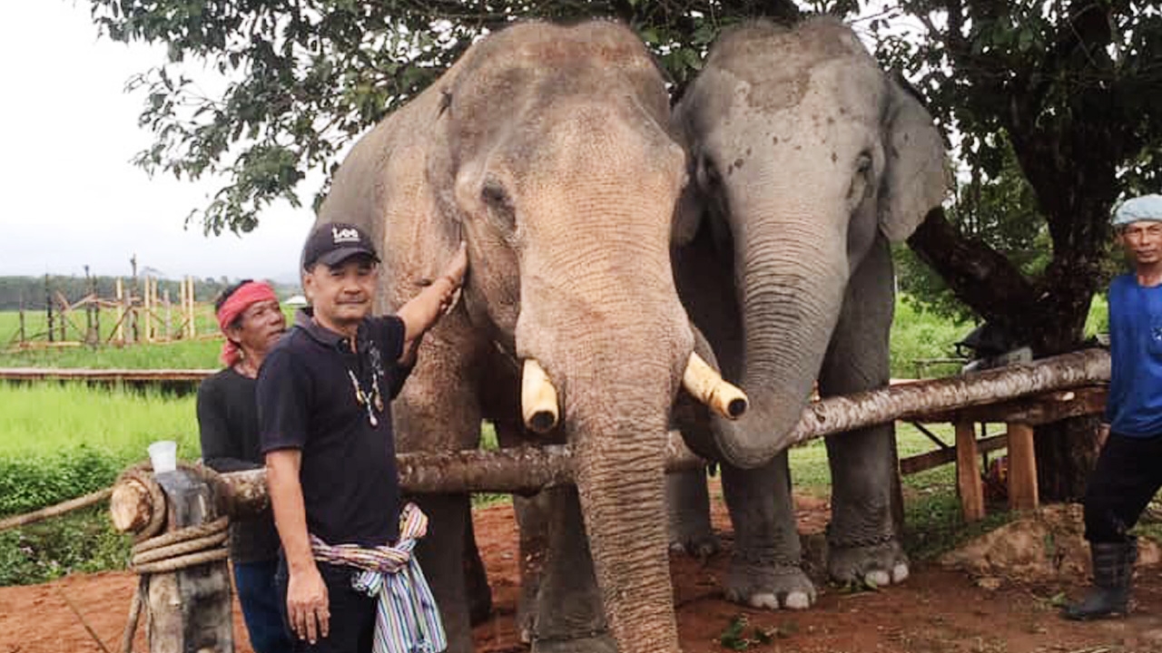 "พลายบุญสม" ช้างหนุ่มนาหมื่นศรี ล้มลงอย่างสงบ เหลือไว้เพียงตำนาน และงาคู่