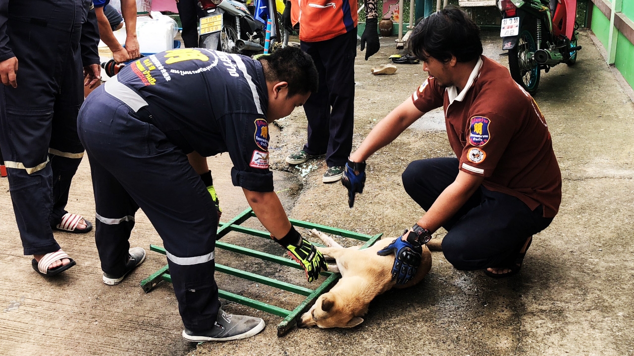 กู้ภัยบ้านบึงรุดช่วยสุนัขสุดซน ปีนเข้าบ้านพลาด เหล็กแทงท้องติดคารั้ว