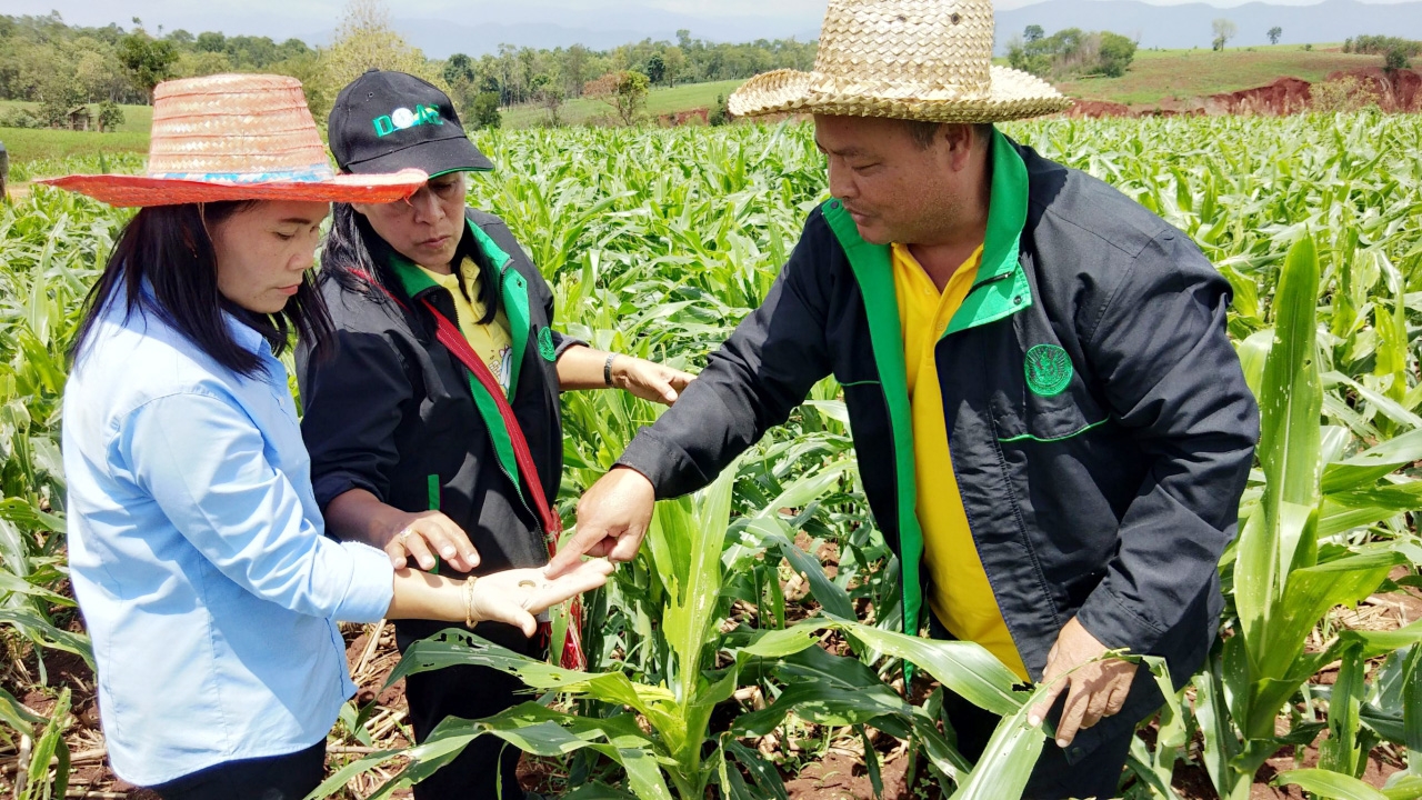 เกษตรจังหวัดตากลงพื้นที่ให้ความรู้เกษตรกรพบพระ รับมือหนอนกระทู้ระบาด