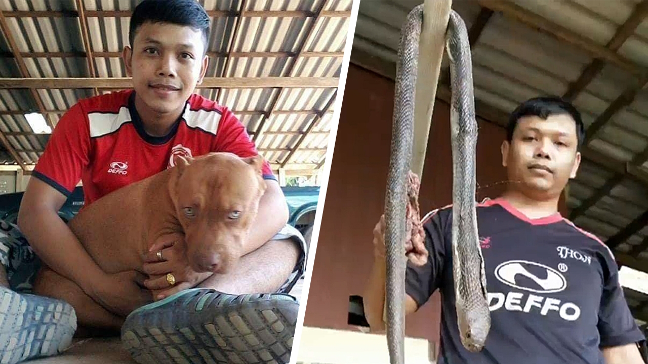 ตายทั้งคู่ พิตบูลแม่พันธุ์พลีชีพฆ่างูเห่า เจ้าของเศร้าเสียดายน้องหมา