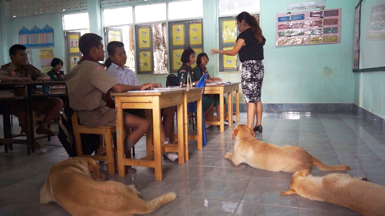 ชอบไป ร.ร. น้องหมารักเรียน กะเพรา ออสก้า นมสด เข้าห้องทุกวิชาไม่เคยขาด