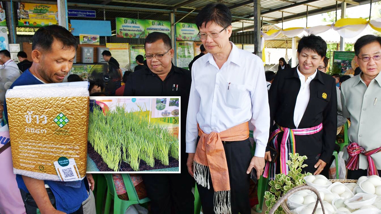 กรมข้าวหนุน Mega Farm วิสาหกิจแปลงใหญ่ หลังกระแสข้าว กข.43 มาแรง