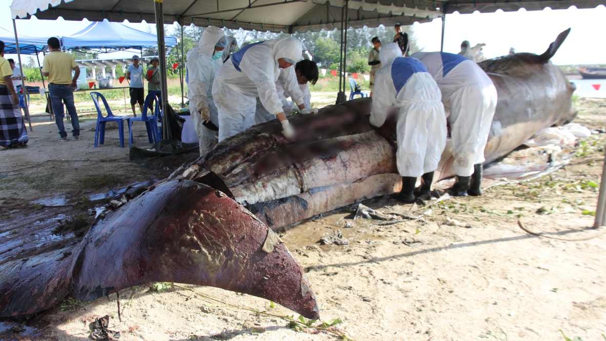 เร่งหาสาเหตุ วาฬบรูด้าตาย หลังพบซากวันเดียว 3 ที่ 3 ตัว