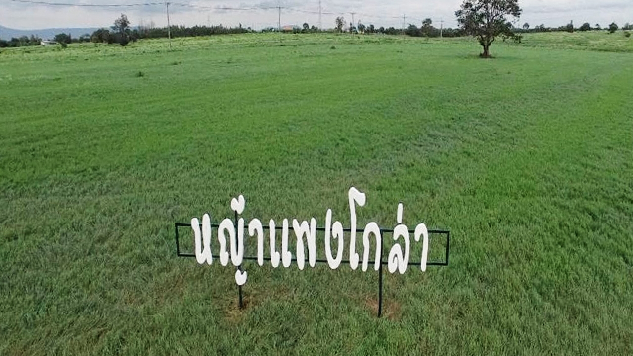 ทำนา...หญ้าแพงโกล่า ปลูกหนเดียว...ขาย 10 ปี