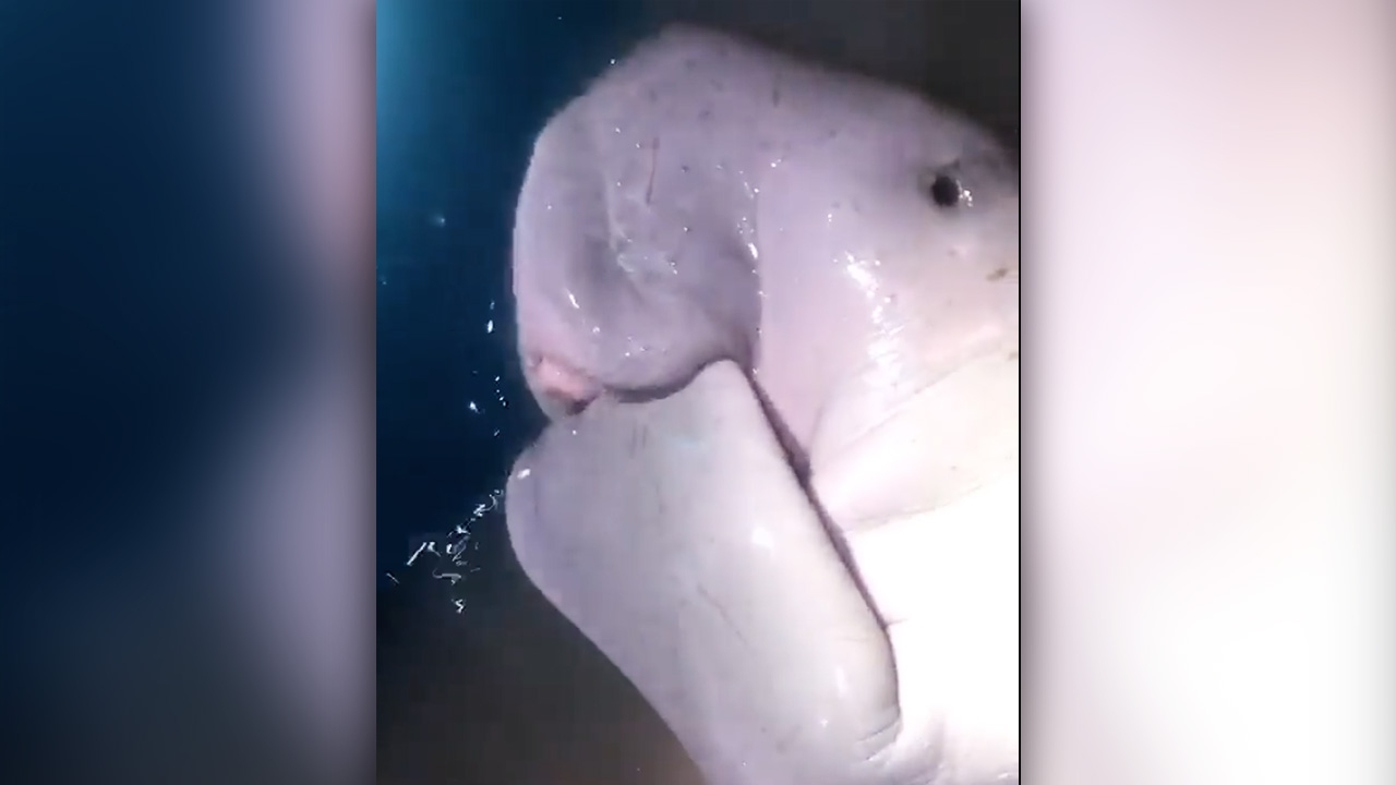 "มาเรียม" หิวนม ดูดครีบเสียงดัง นอนนิ่ง ให้คนช่วยพาปล่อยน้ำลึก