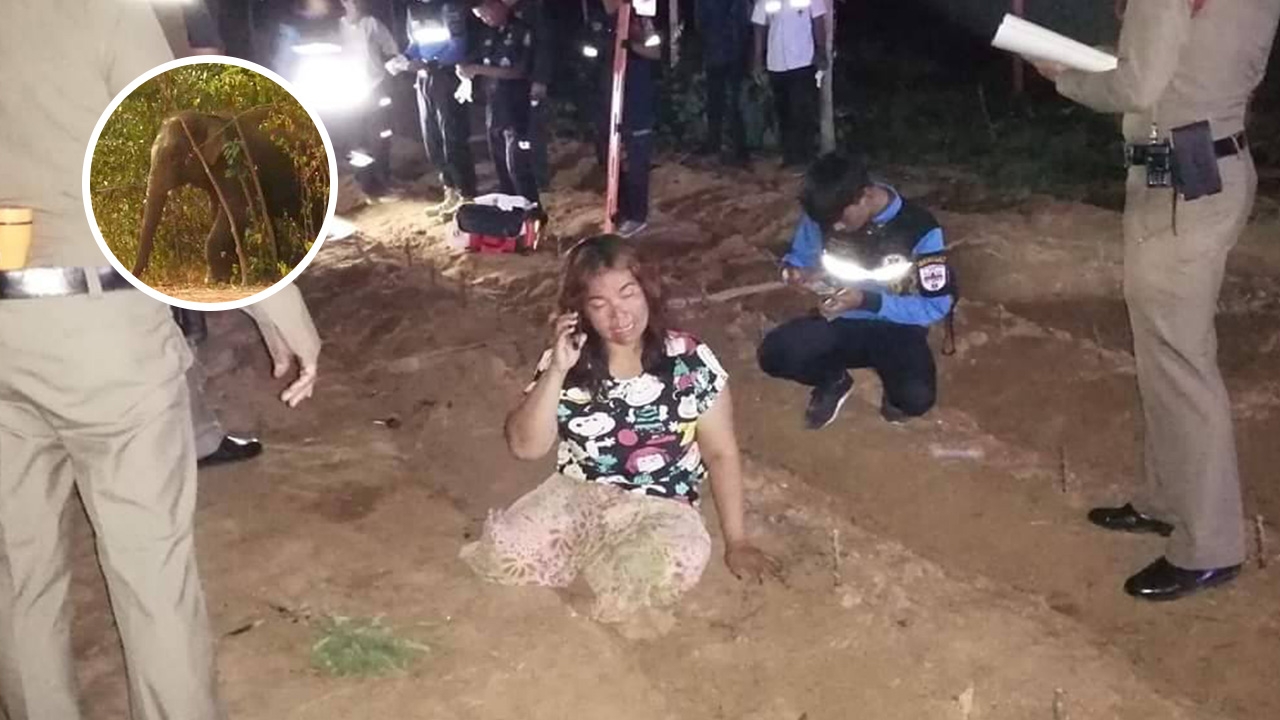 ช้างป่า 3 ตัวบุกไร่มัน รื้อมุ้ง กระทืบผัวดับ เมียกลิ้งตัวหนี รอด  