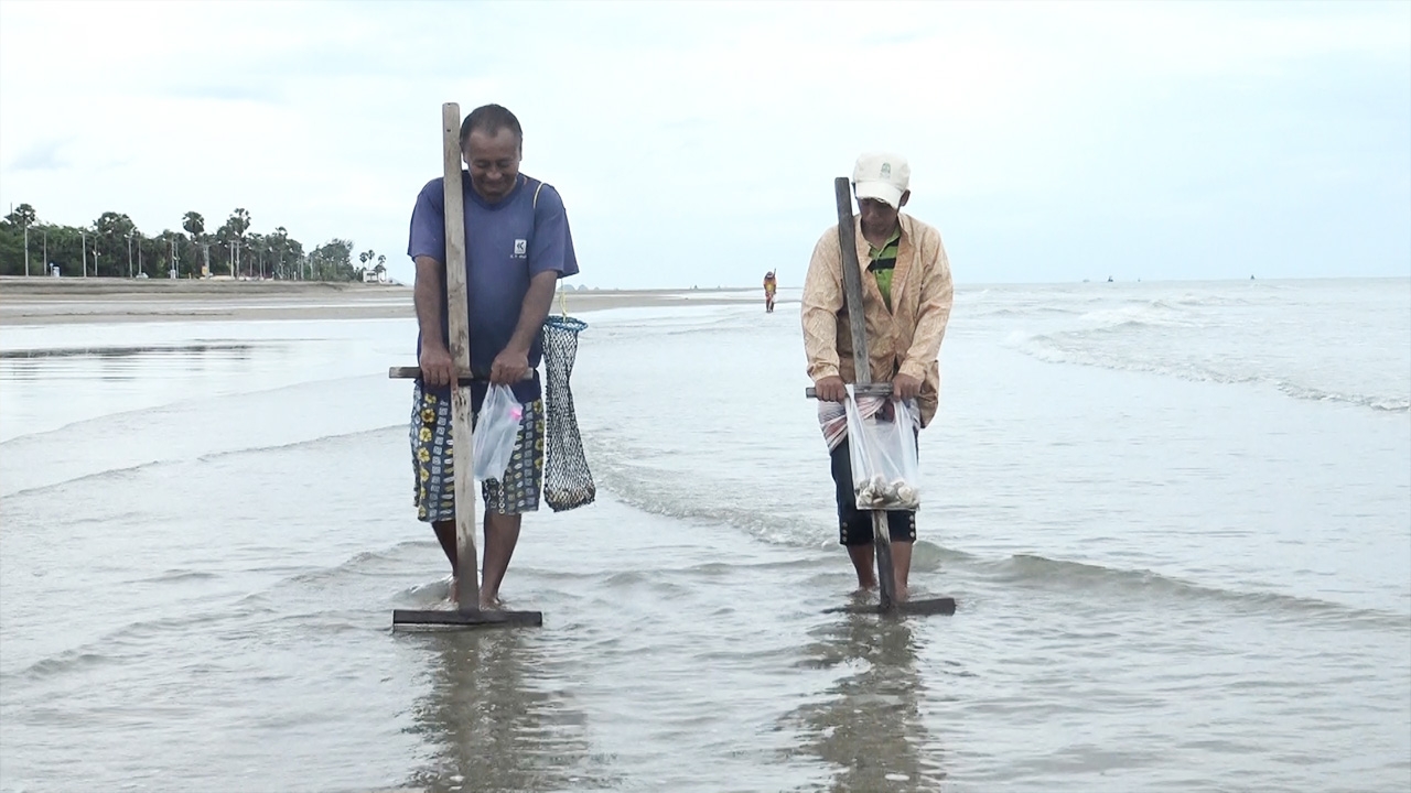 ชาวบ้านปราณบุรี แห่คราดหอยตลับบนชายหาด เผยน้ำทะเลลงอากาศเป็นใจ