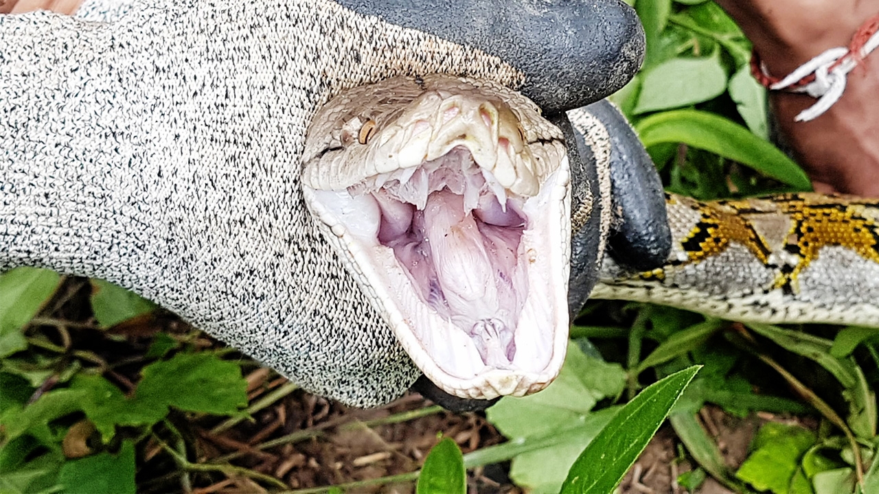 ตะลึง "งูเหลือม" ตัวใหญ่มาก จับใส่กระสอบข้าวสารไปปล่อยป่าสุดลำบาก