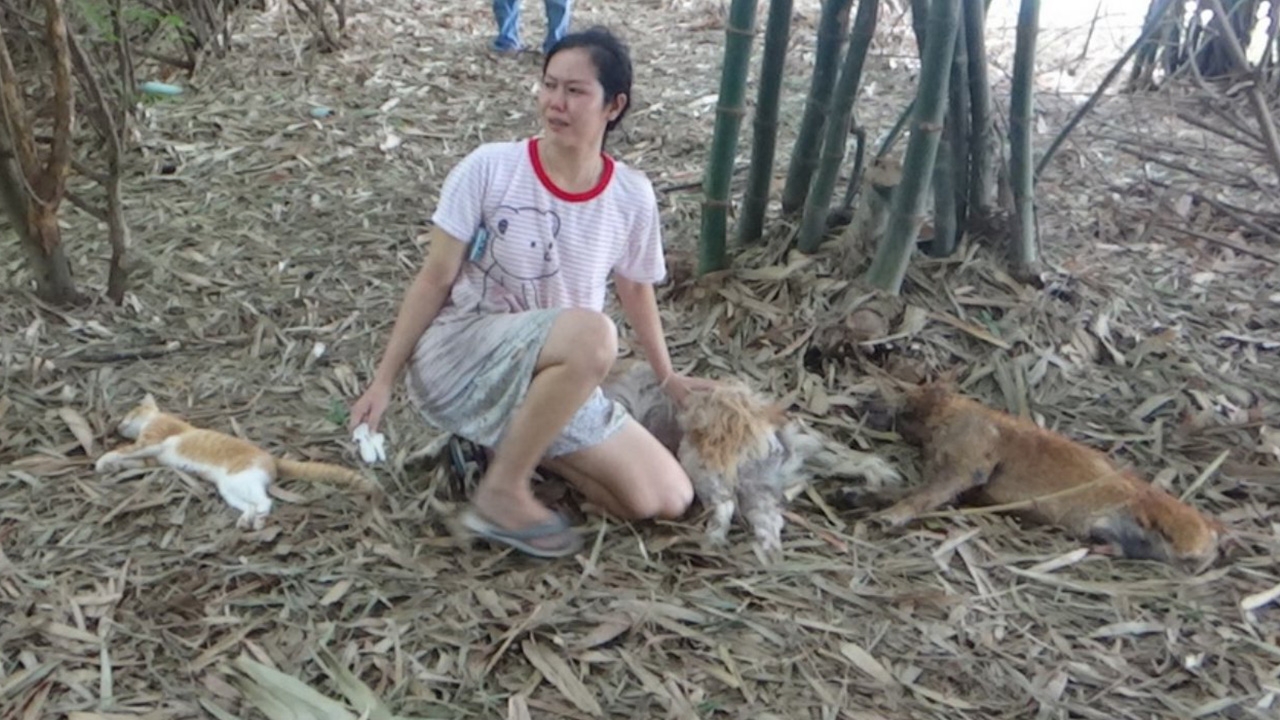 คนใจร้ายที่อ่างทอง วางยาเบื่อหมาพิการ 2 ตัวกับแมว 1 ตัวตายคาทุ่งนา
