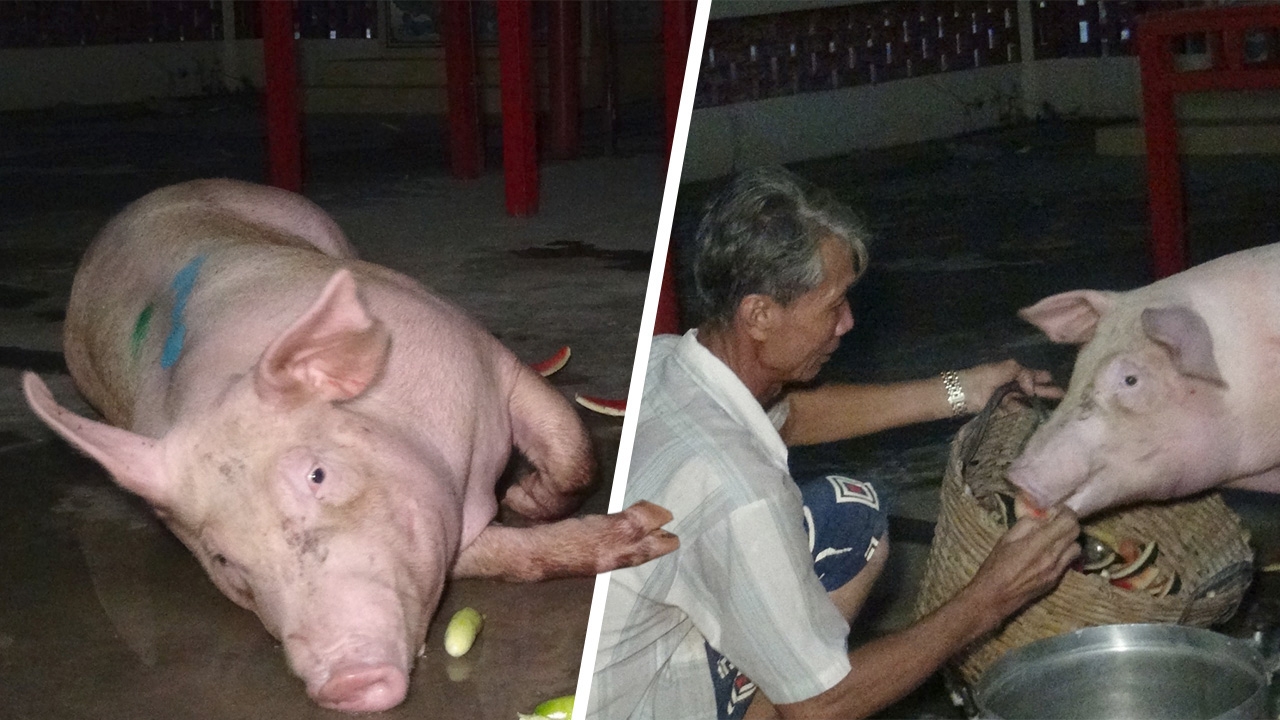 อู๊ดหนีตาย “เจ้าบุญรอด” โดดจากรถกำลังไปโรงเชือด ตรงดิ่งเข้าศาลเจ้า