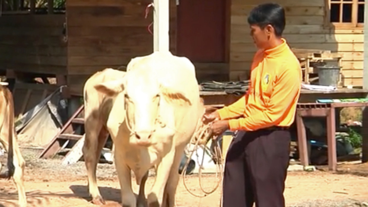 เจ้าของน้ำตาไหล โจรลักแม่วัวท้องแก่ ไม่ฆ่า แต่นำมาคืน 