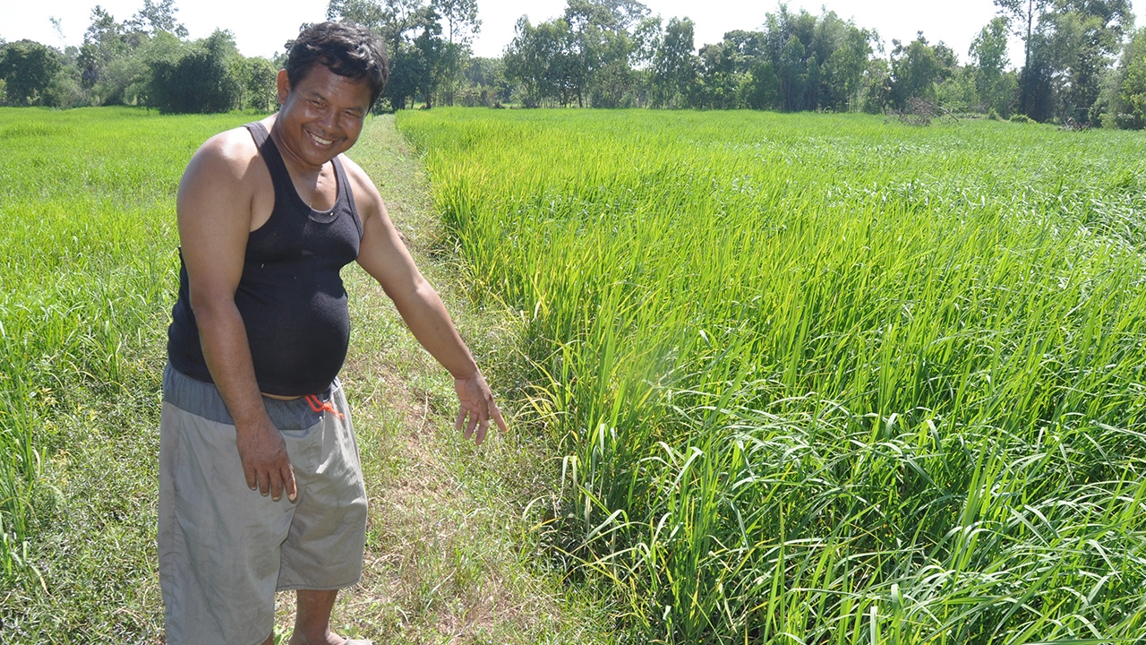 ผวา พบรอยจระเข้โผล่นาข้าว คาดหลุดน้ำท่วม แจ้ง จนท.จับ หวั่นอันตราย