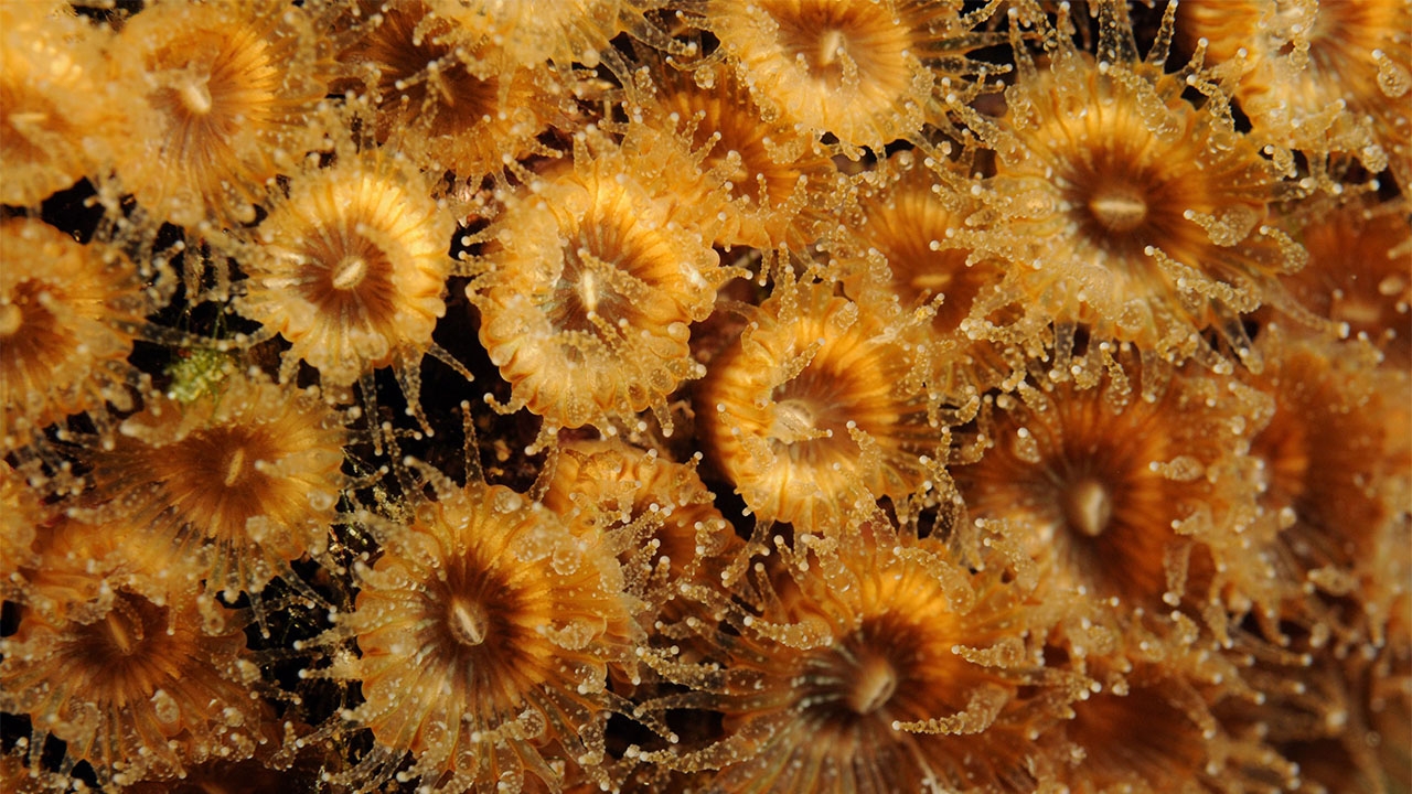 ปะการังงอกใหม่หลังจากภาวะโลกร้อน