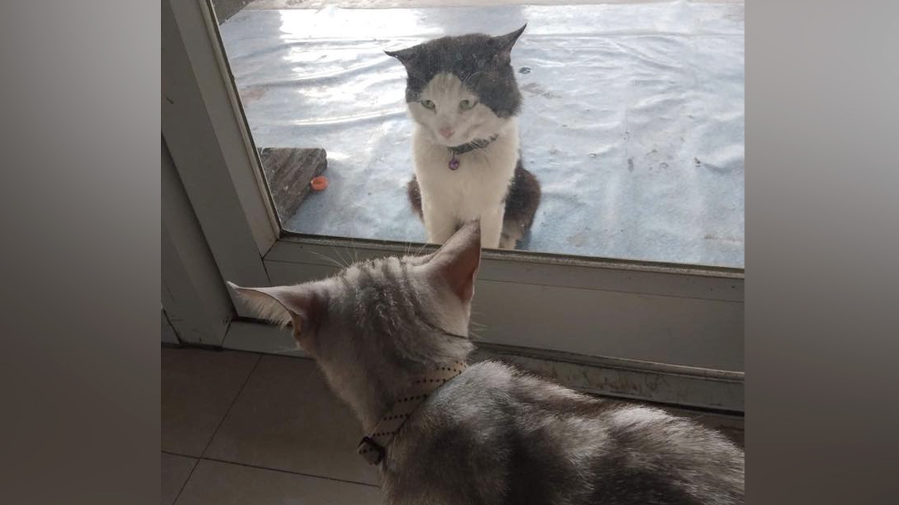 รู้จัก "เฮียชม" เหมียวมอมแมมนั่งมองสาว พบเป็นถึงคุณชายร้านขายอาหารสัตว์