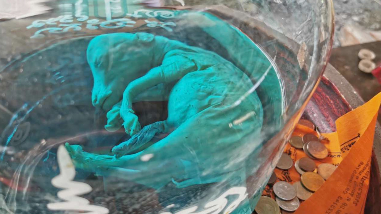 แห่ลูบไล้ "เจ้าร่ำรวย" ลูกกรอกควายเผือกในโหลดอง วัดสว่างอารมณ์ 