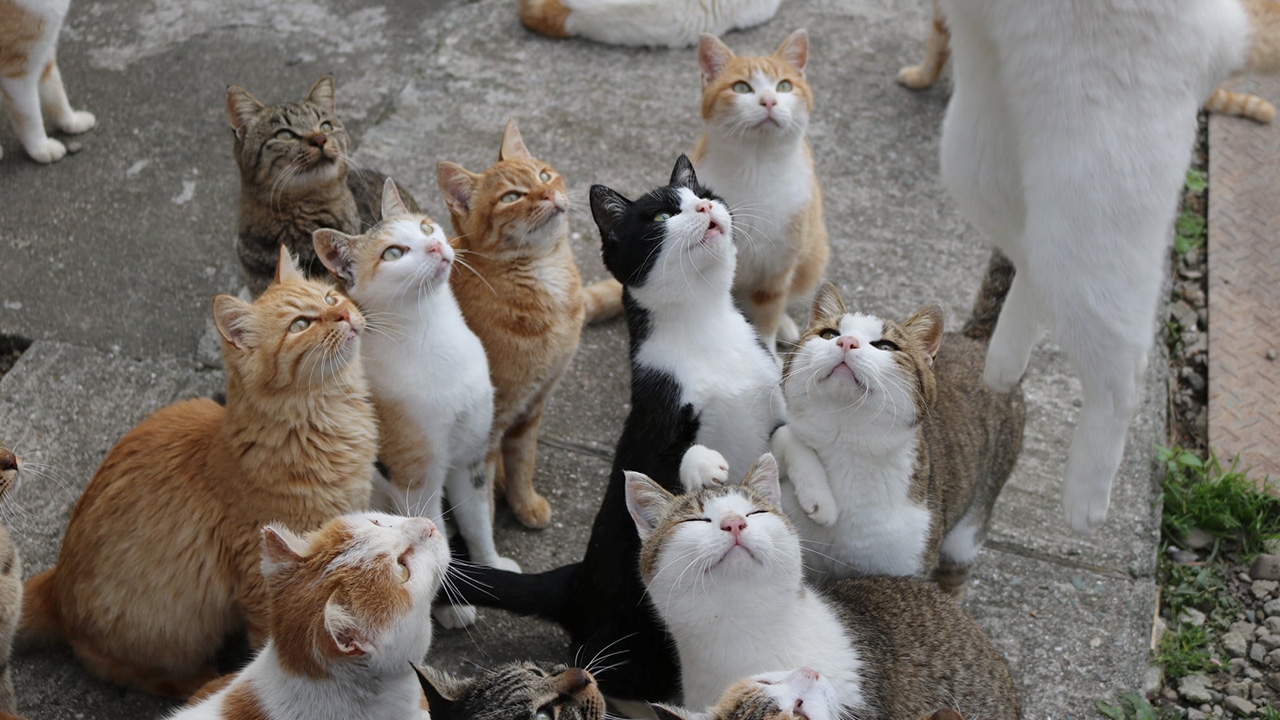 ปลอดภัยแล้ว อพยพ "น้องเหมียว" บนเกาะแมว หนีพายุไต้ฝุ่น "ฮากิบิส"