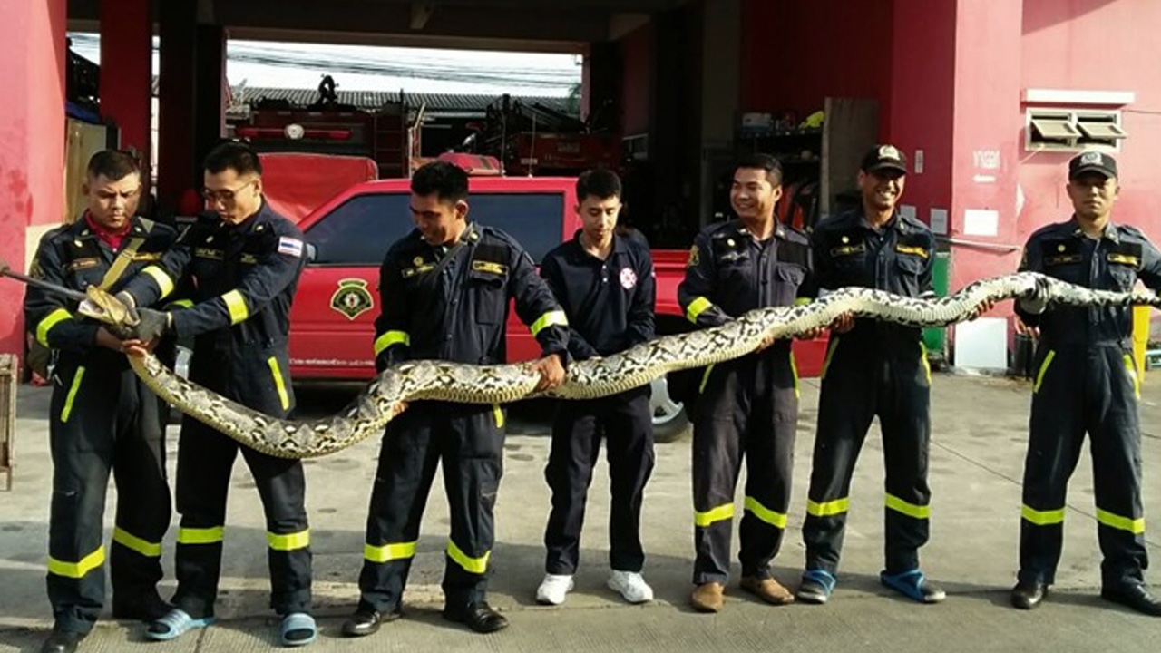 งูเหลือม 5 เมตร โผล่ซอยอ่อนนุช 88 "นักดับเพลิง" ช่วยจับมานอนพักที่สถานี