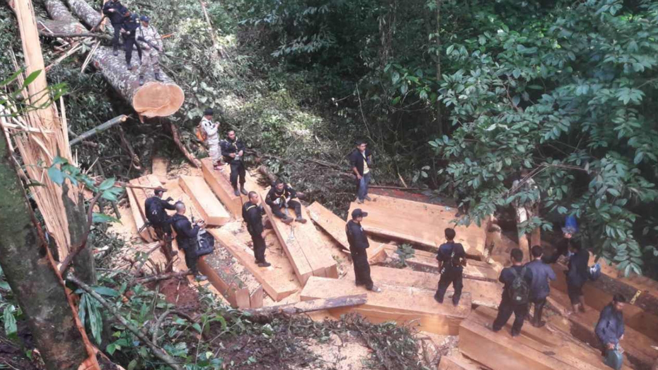 ตะลึง ลอบตัดมโหฬาร ไม้สัก ไม้เบญจพรรณ คาดนายทุนไทยจ้างพม่า  