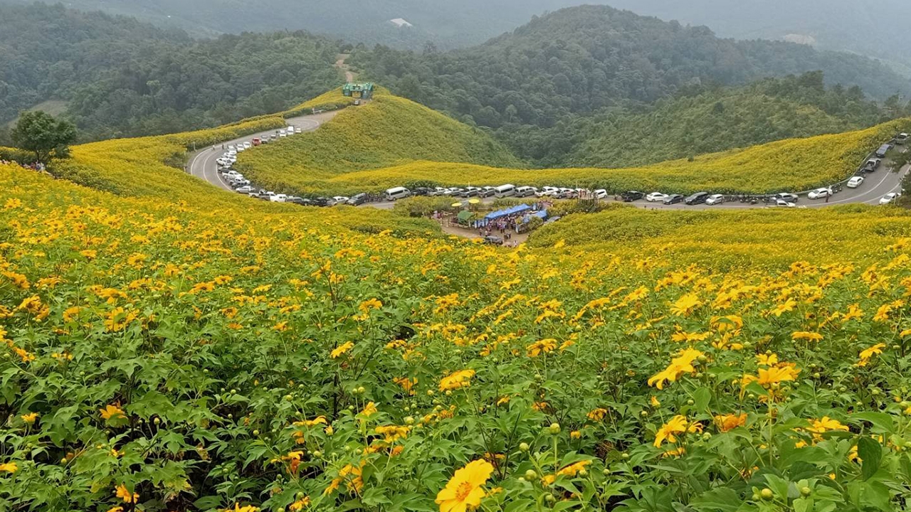 เปิดแล้ว งานท่องเที่ยวทุ่งดอกบัวตอง เหลืองอร่าม 500 ไร่ ที่แม่ฮ่องสอน