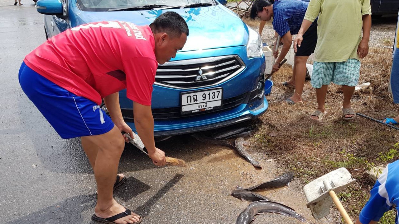 น้ำใจคนคลองพนช่วยเก็บ "ปลาดุก" คืนเจ้าของ หลังรถขนคว่ำทำปลาเกลื่อนถนน