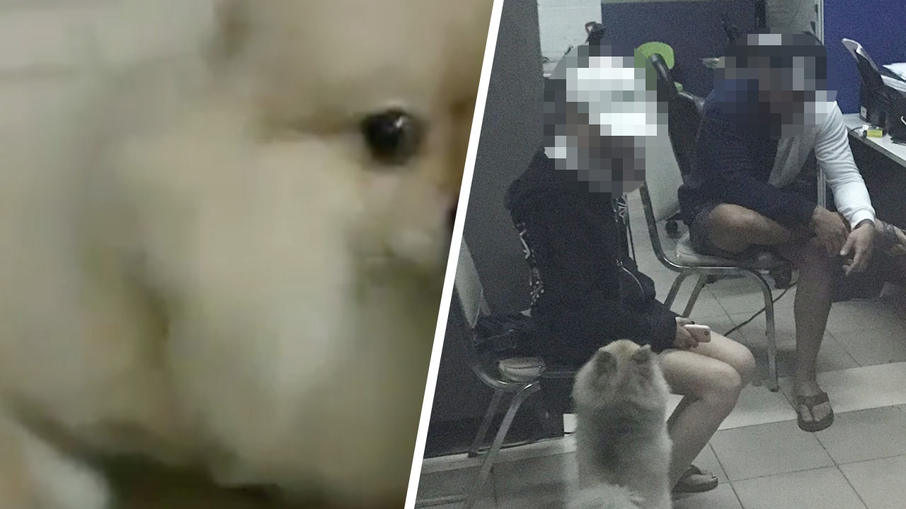 หนุ่มสิงคโปร์ อุ้มน้องหมาพบตำรวจ คลิปสลดใช้หมวกกันน็อกทุบ จุดไฟเผาขน