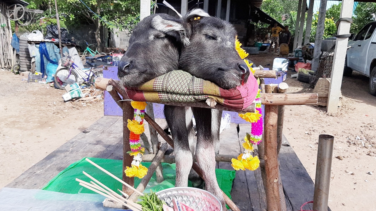 ส่องเลขเด็ด "ลูกควาย 2 หัว" นำขึ้นหิ้งขอโชคลาภ หลังเจ้าของถูกหวยบ่อย