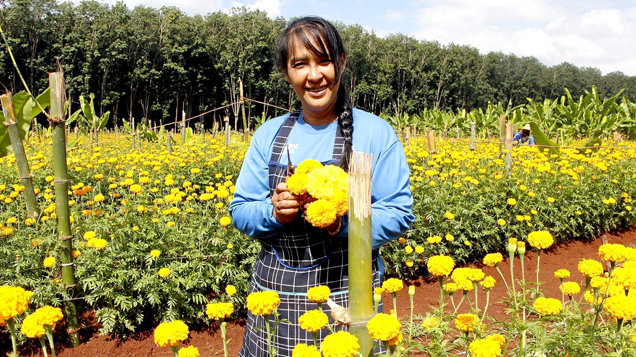 มองทั่วทิศเมืองไทย : ดาวเรืองสร้างอาชีพ