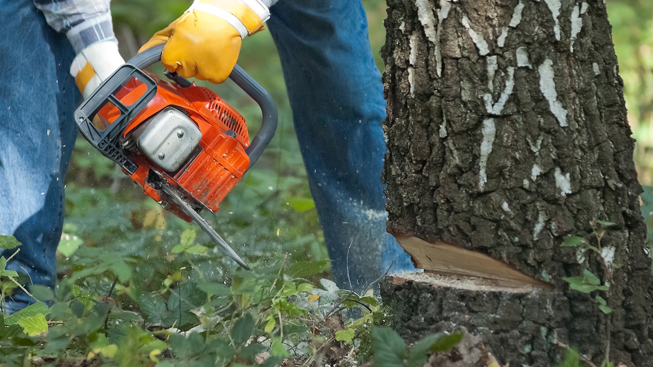 ทนายรัชพล ยัน กิ่งไม้ข้างบ้านยื่นเข้ามาในอาณาเขตเราตัดได้ไม่ผิดกฎหมาย