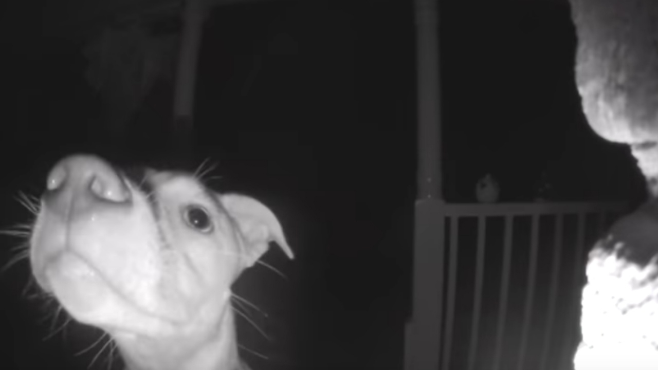 สุนัขแสนฉลาด กดกริ่งเรียกเจ้าของ ‘เปิดประตูให้หน่อย‘  กลางดึก (คลิป)