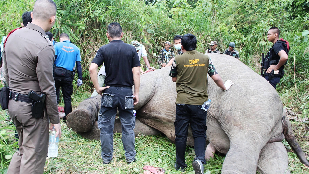 ฆ่าโหดพลายหนุ่ม ช้างป่าฮาลาบาลา ยิงล้ม ตัดงาไปทั้ง 2 ข้าง 