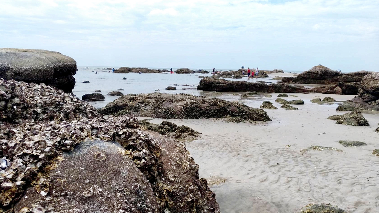 น้ำทะเลลดฮวบ โขดหินโผล่ ริมหาดหัวหิน แห่แงะหอยไปขาย