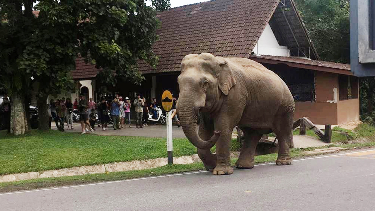 ตื่นตา ไอ้งาเดียว ช้างป่า อุทยานแห่งชาติเขาใหญ่ อวดโฉมนักท่องเที่ยว