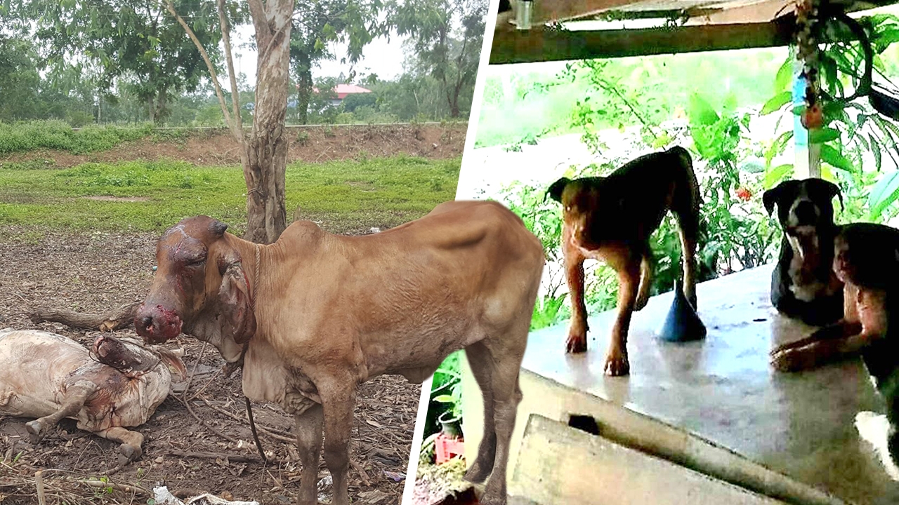 โหด พิตบูลอินดี้ เจ้าของ"ปล่อยอิสระ" ไล่กัดวัวชาวบ้านตาย 1 สาหัส 1