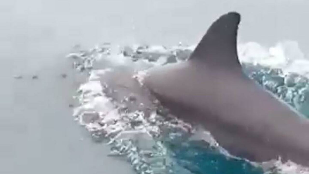 "ฝูงโลมา" โผล่อวดโฉม กลางทะเลอ่าวไทย ที่ทะเลม่วงงาม จ.สงขลา