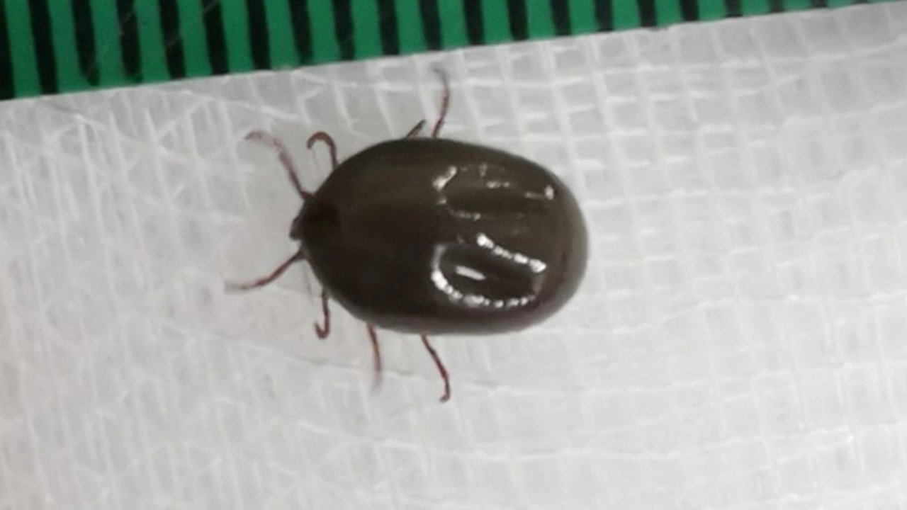 โอ้แม่เจ้า "เห็บรถถัง" ดิ้นดุ๊กดิ๊กอยู่ในหู หมอเตือนเลี้ยงหมาต้องระวัง (คลิป)