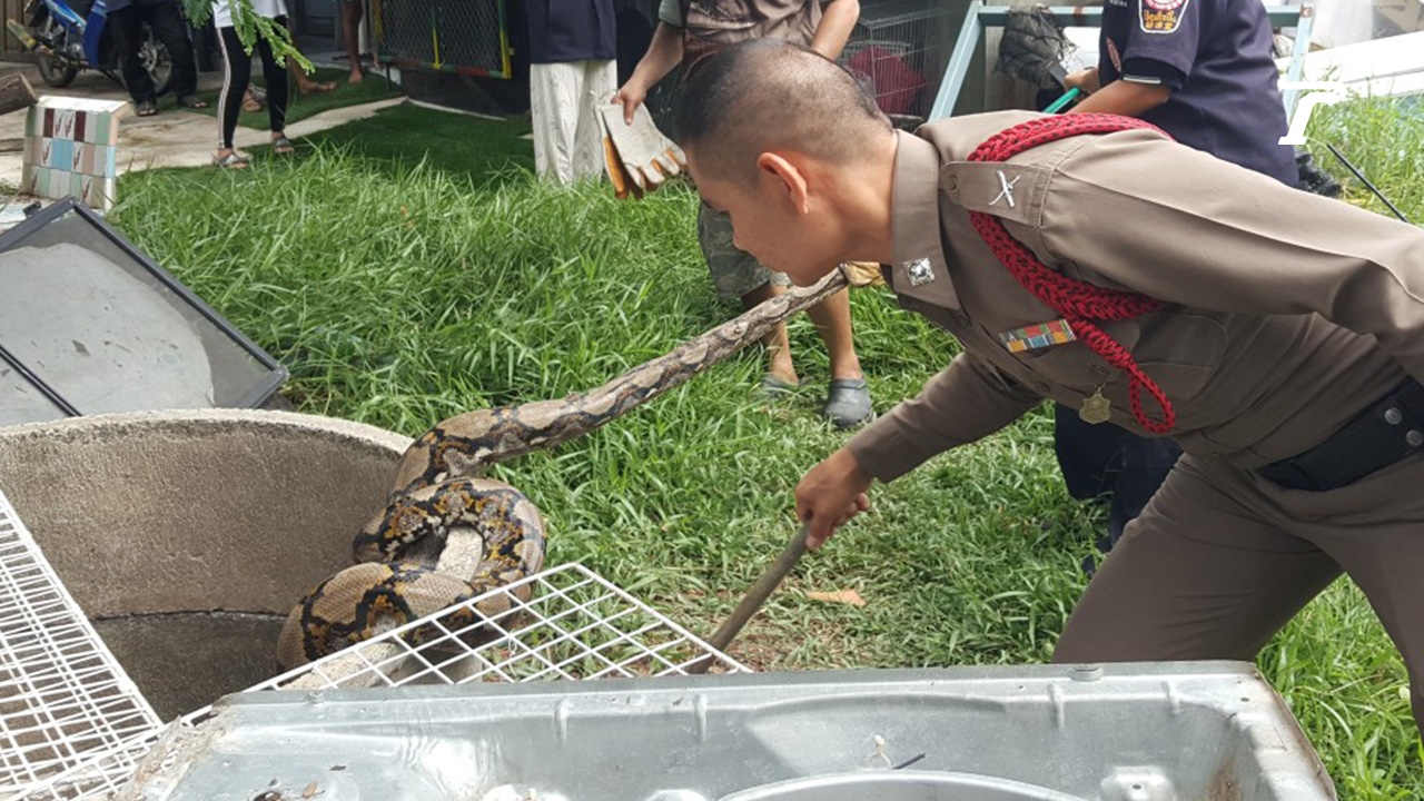 สะเทือนใจลุงวัย 67 ร้องกู้ภัยปทุมฯ จับงูเหลือมกิน “เจ้าขุนเดช” แมวรัก