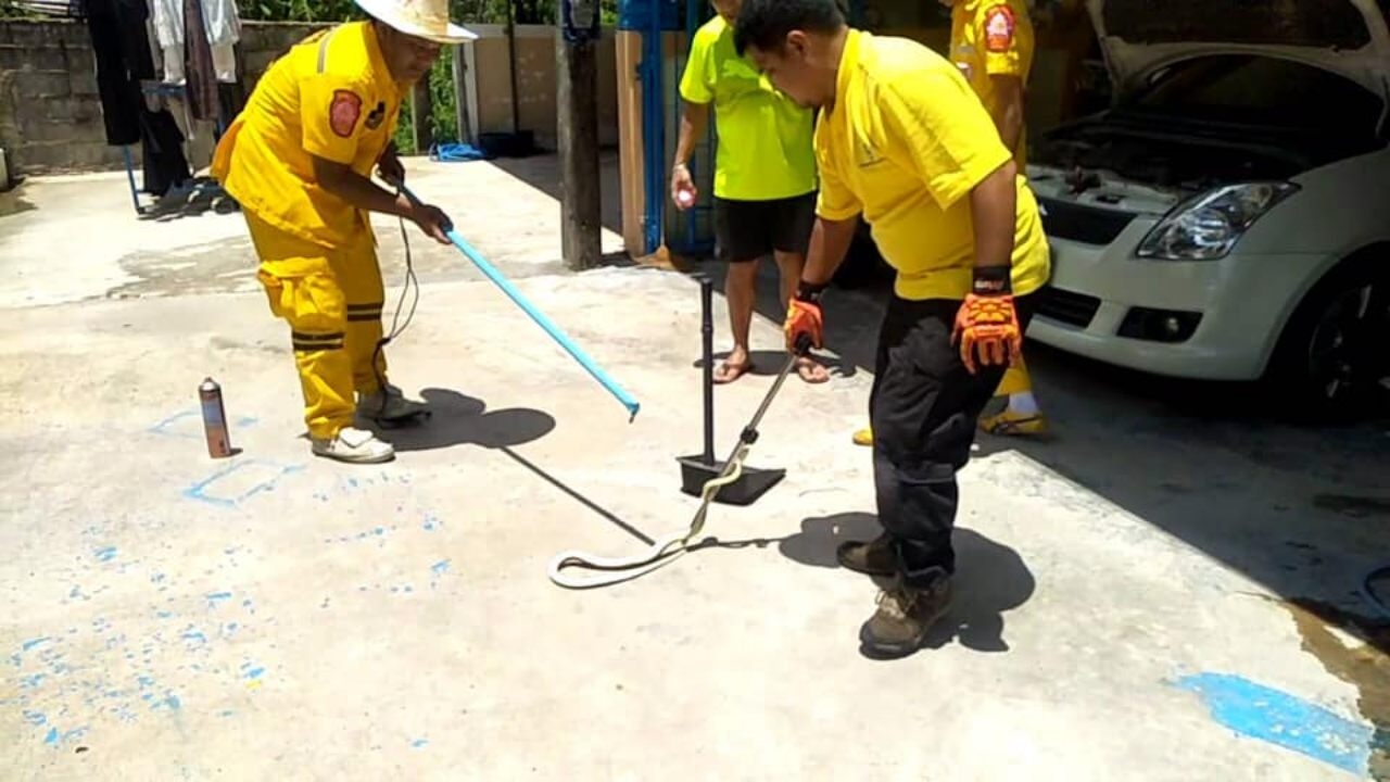 พักนี้มาบ่อย เจ้าของรถผวางูสิงเลื้อยซ่อนตัวในซุ้มล้อ คอหวยยิ้มเลขสวย